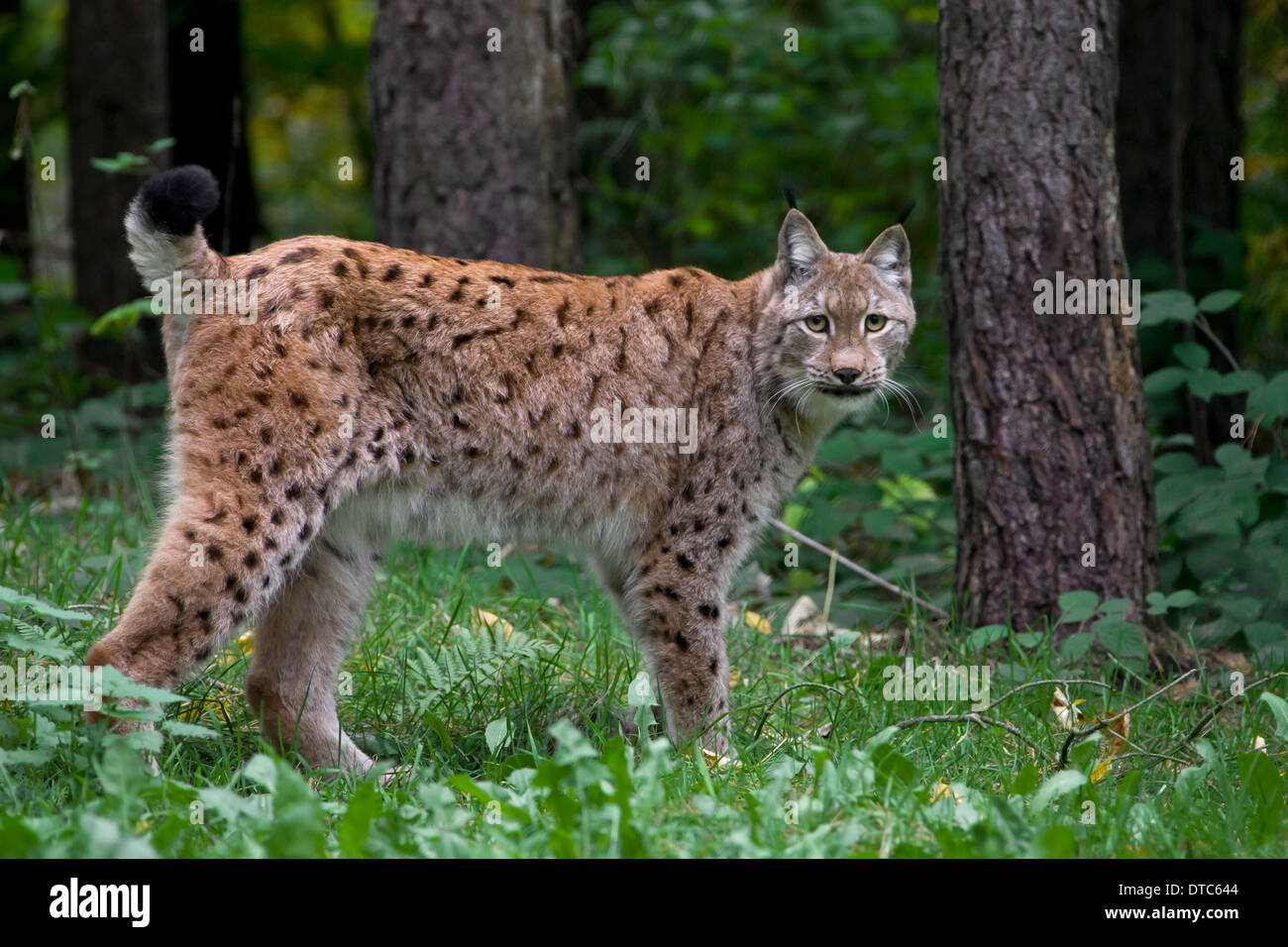 Eurasian lynx (Lynx lynx) in forest Stock Photo