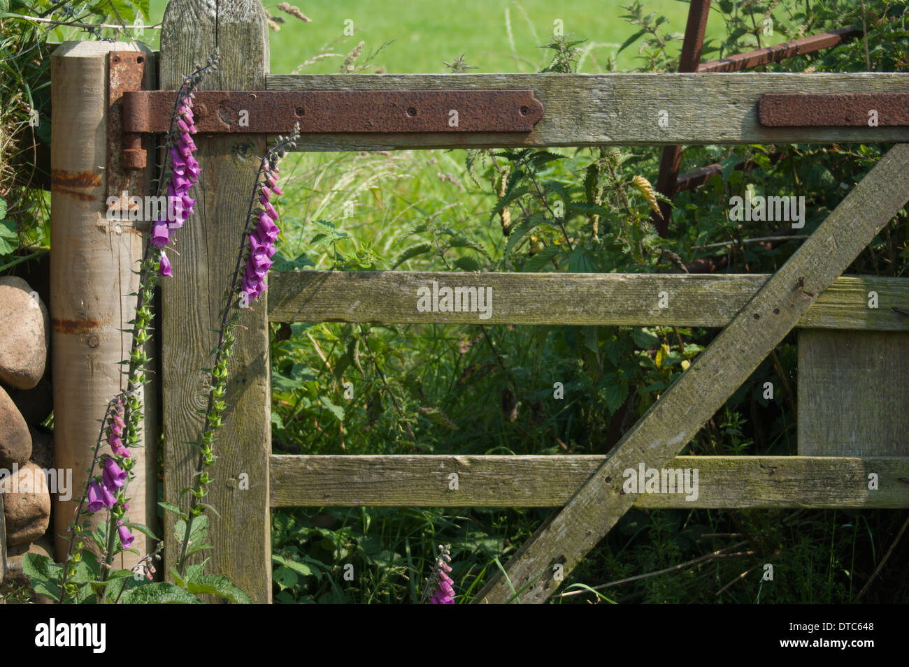 Foxglove flowers next to a field gate in Cumbria Stock Photo