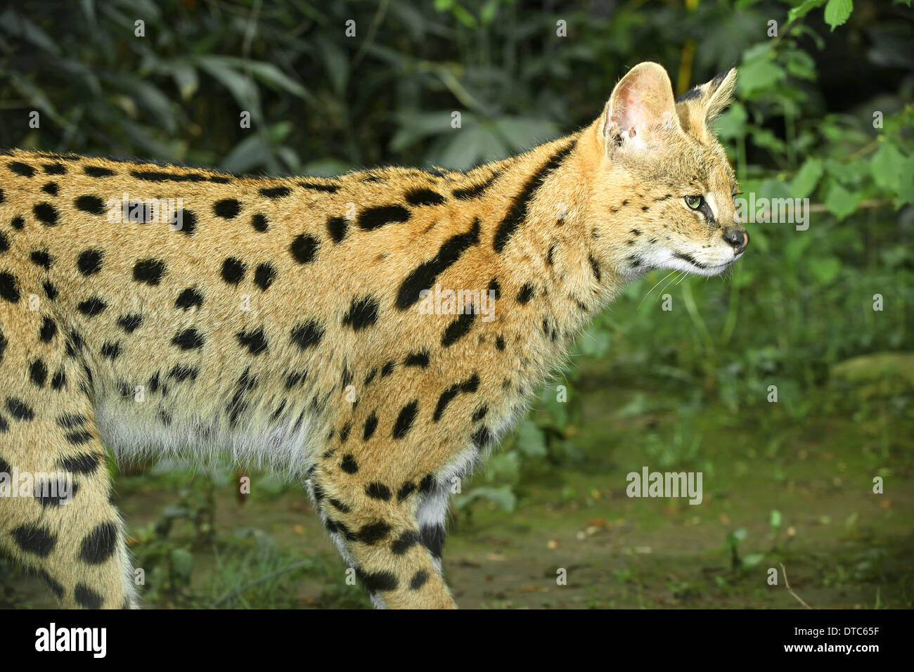 Serval Cat (Leptailurus serval) close up Stock Photo