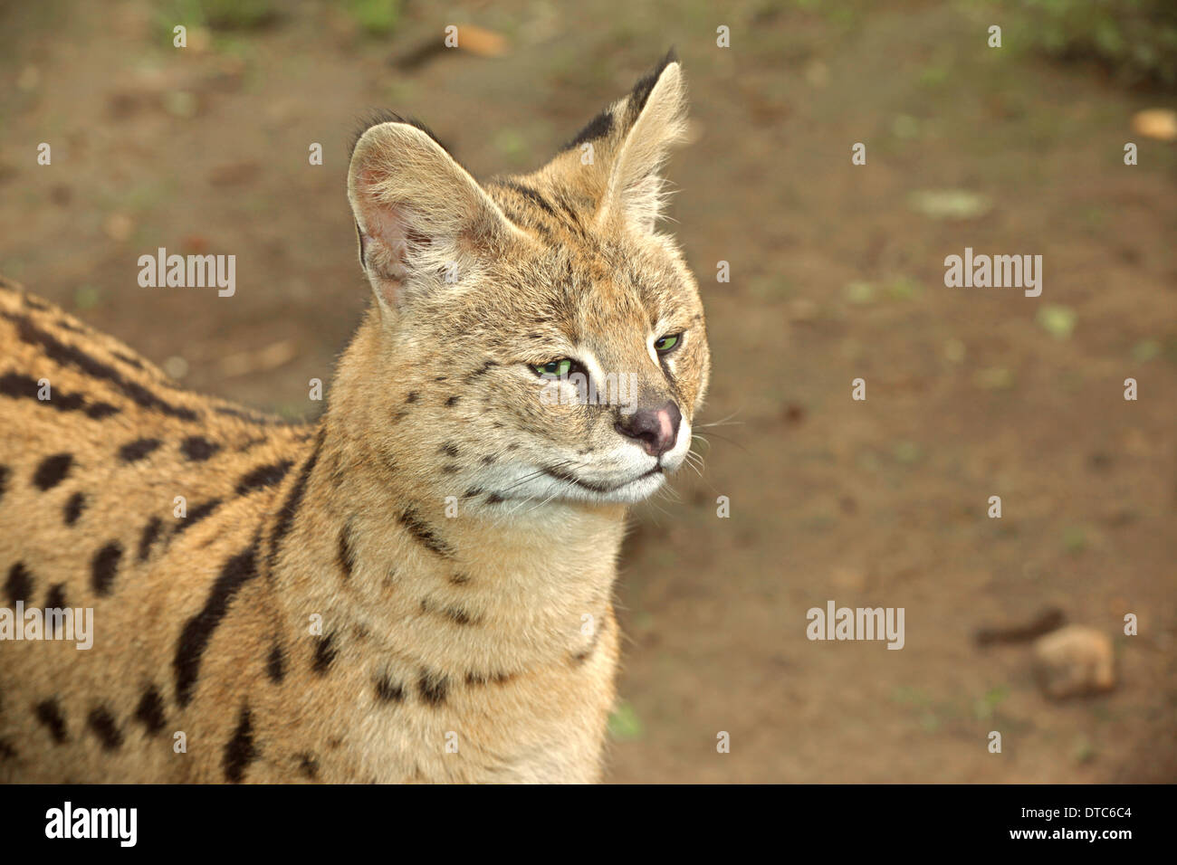 Serval cat (Leptailurus serval) closeup Stock Photo
