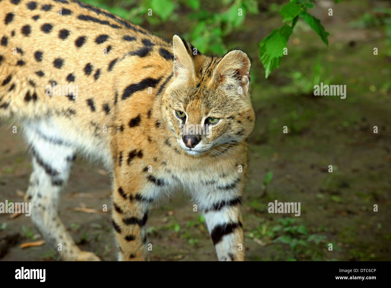 Serval Cat (Leptailurus serval) in a forest habitat Stock Photo