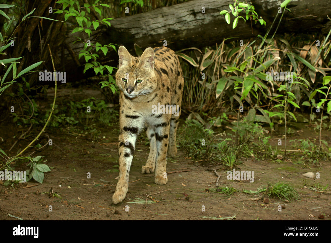 Serval Cat (Leptailurus serval) that is coming out of the forest Stock Photo