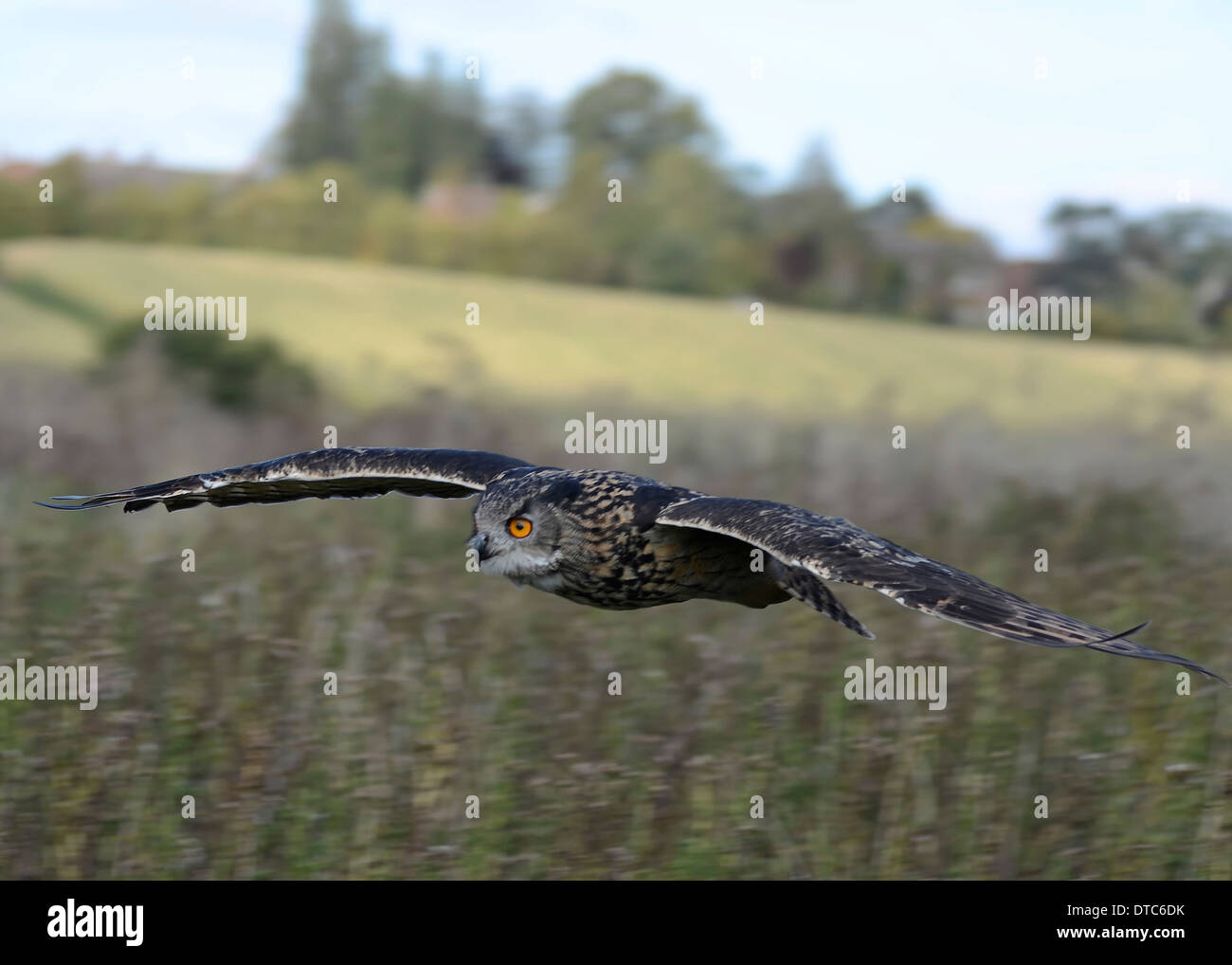 European Eagle Owl In Flight At The Barn Owl Centre Hempstead