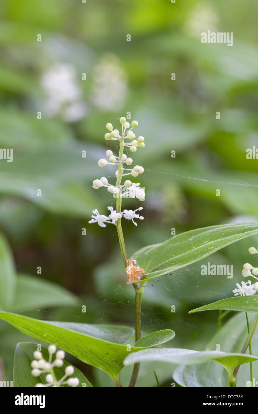 False lily of the valley Stock Photo