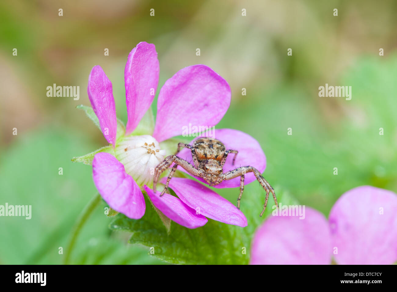Arctic raspberry and Crab spider Stock Photo