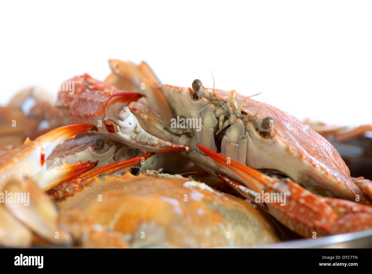 steamed crabs Stock Photo