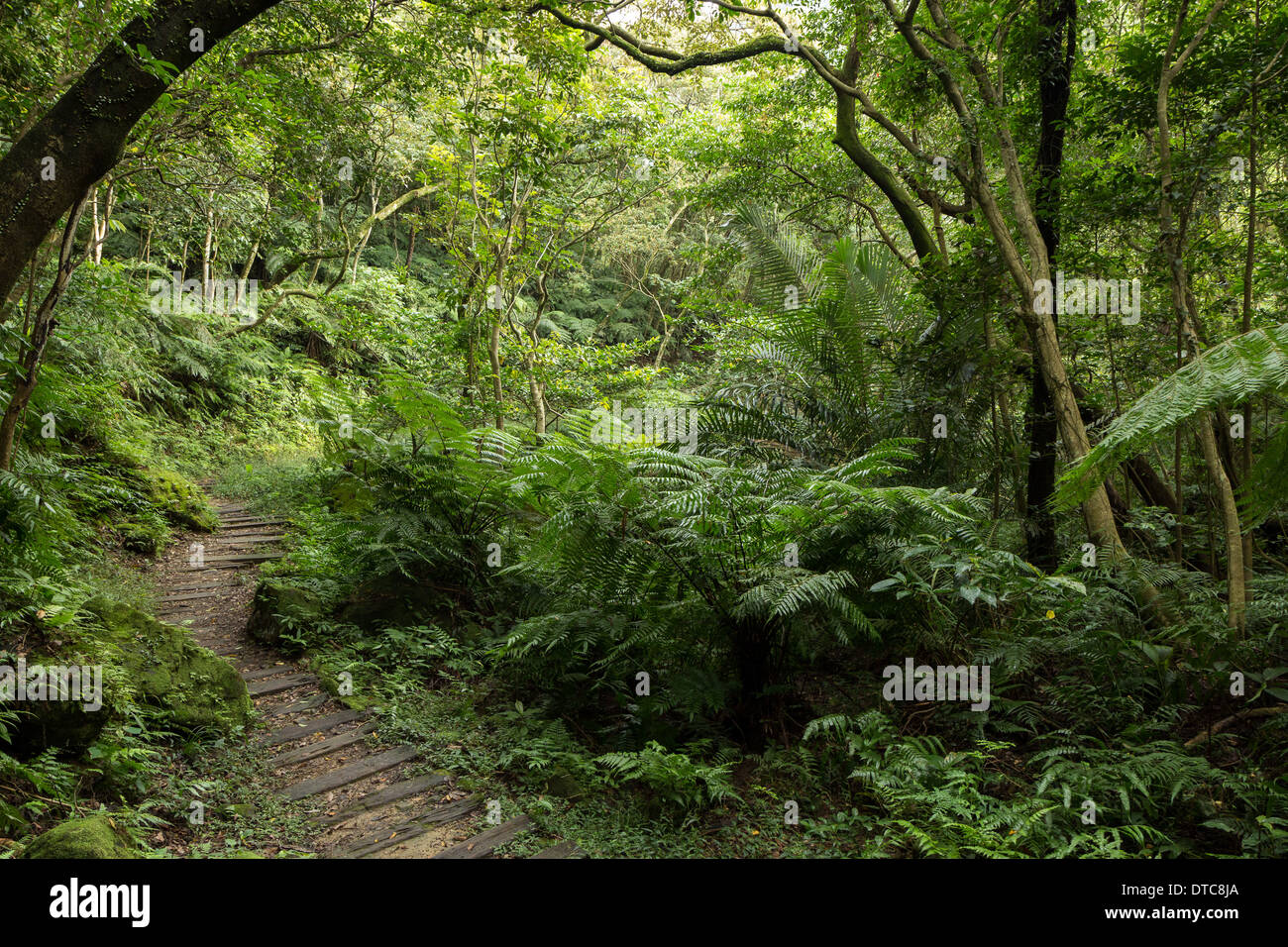 Verdant trail hi-res stock photography and images - Alamy
