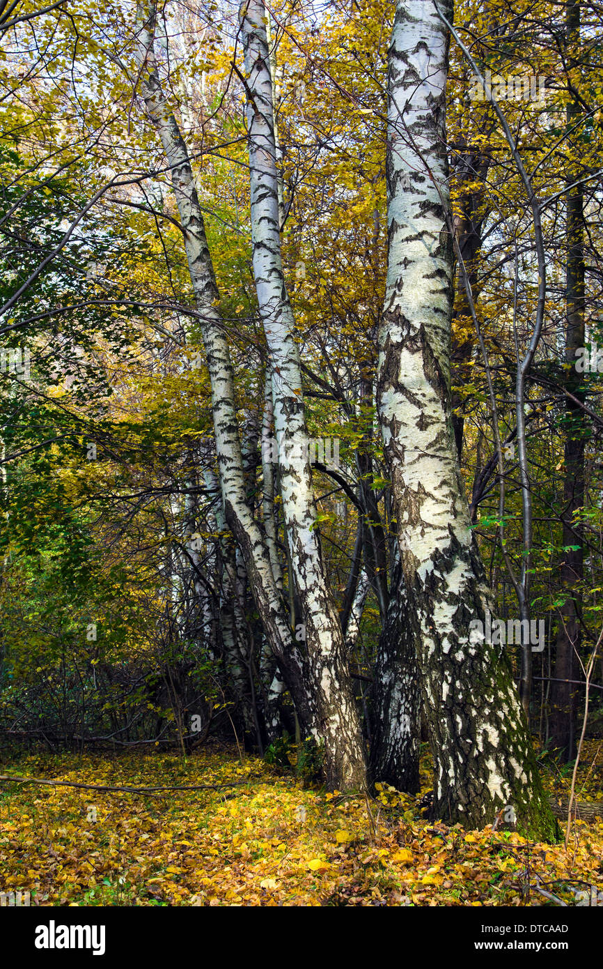 White Birch Tree In Autumn Stock Photos & White Birch Tree In Autumn