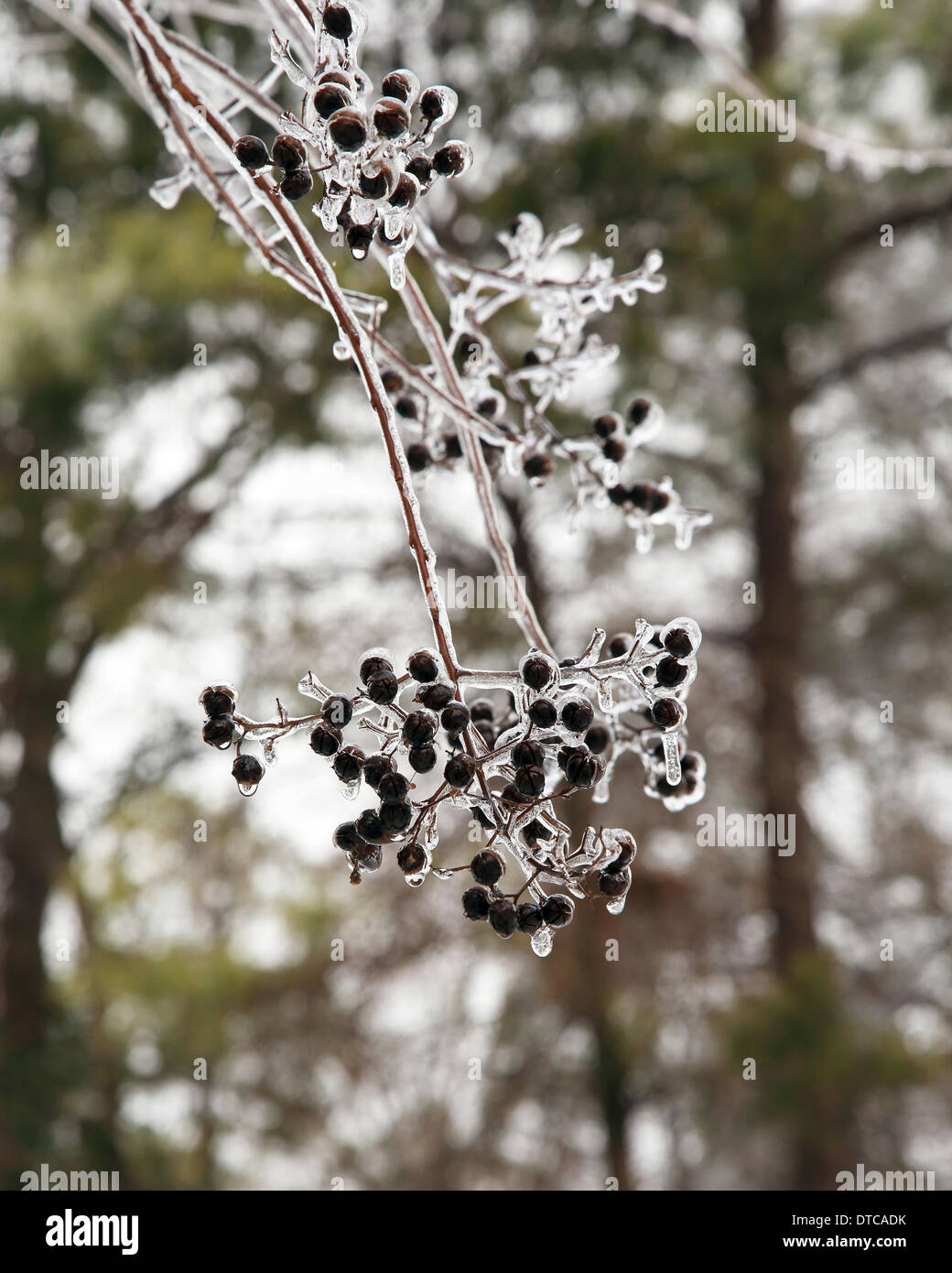 Columbia, South Carolina, USA. after freek snow and ice storm 12/02/14