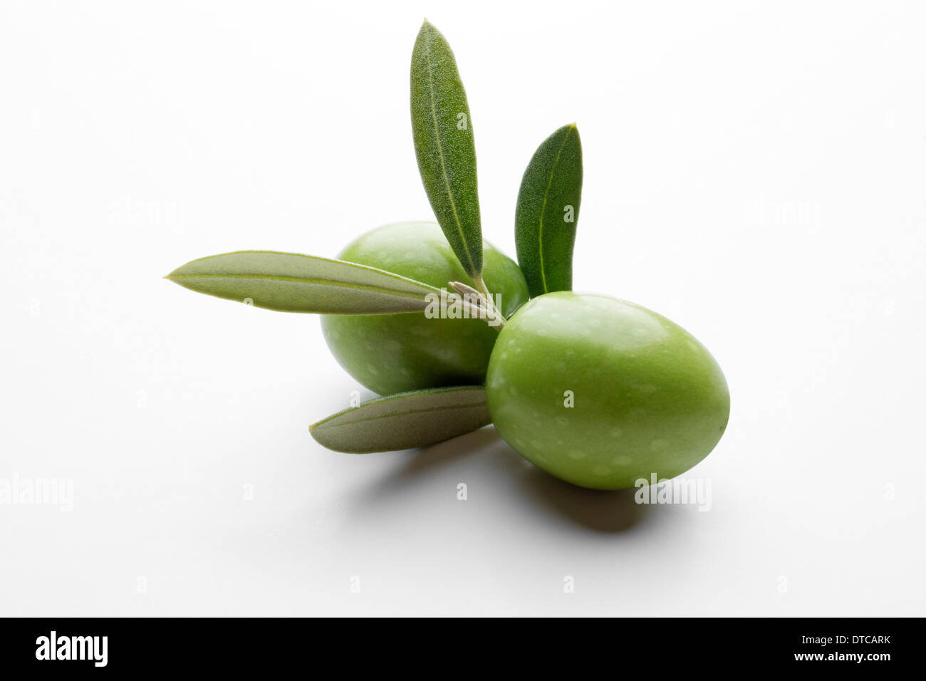 Olive branch olives aceituna en rama de olivo Stock Photo