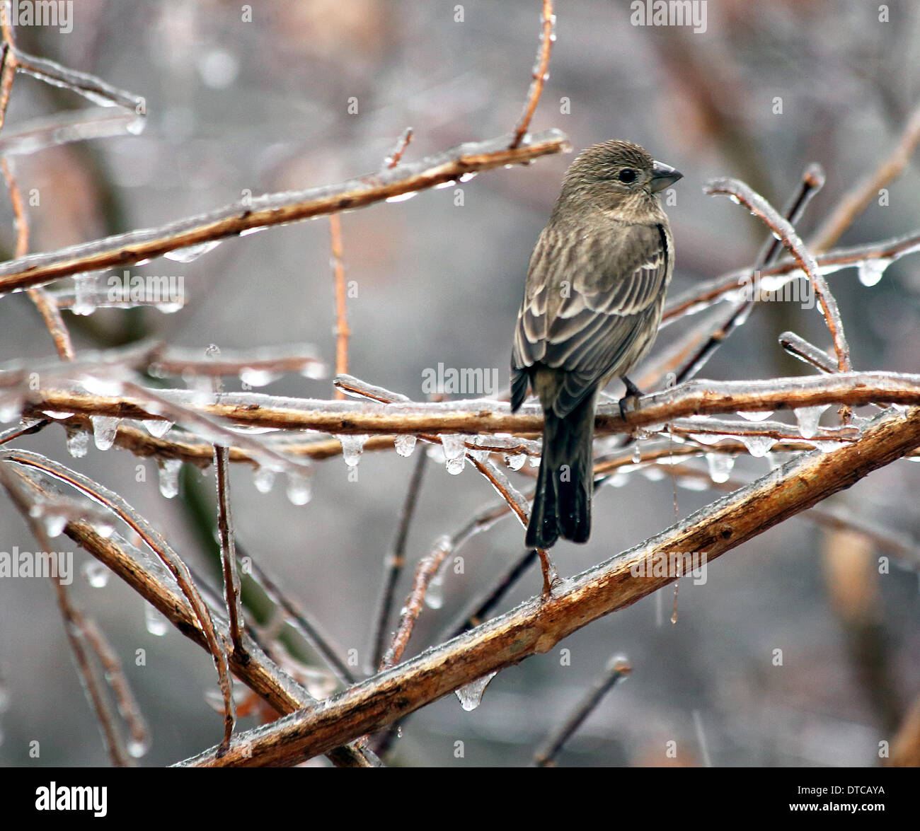 Columbia, South Carolina, USA. after freek snow and ice storm 12/02/14