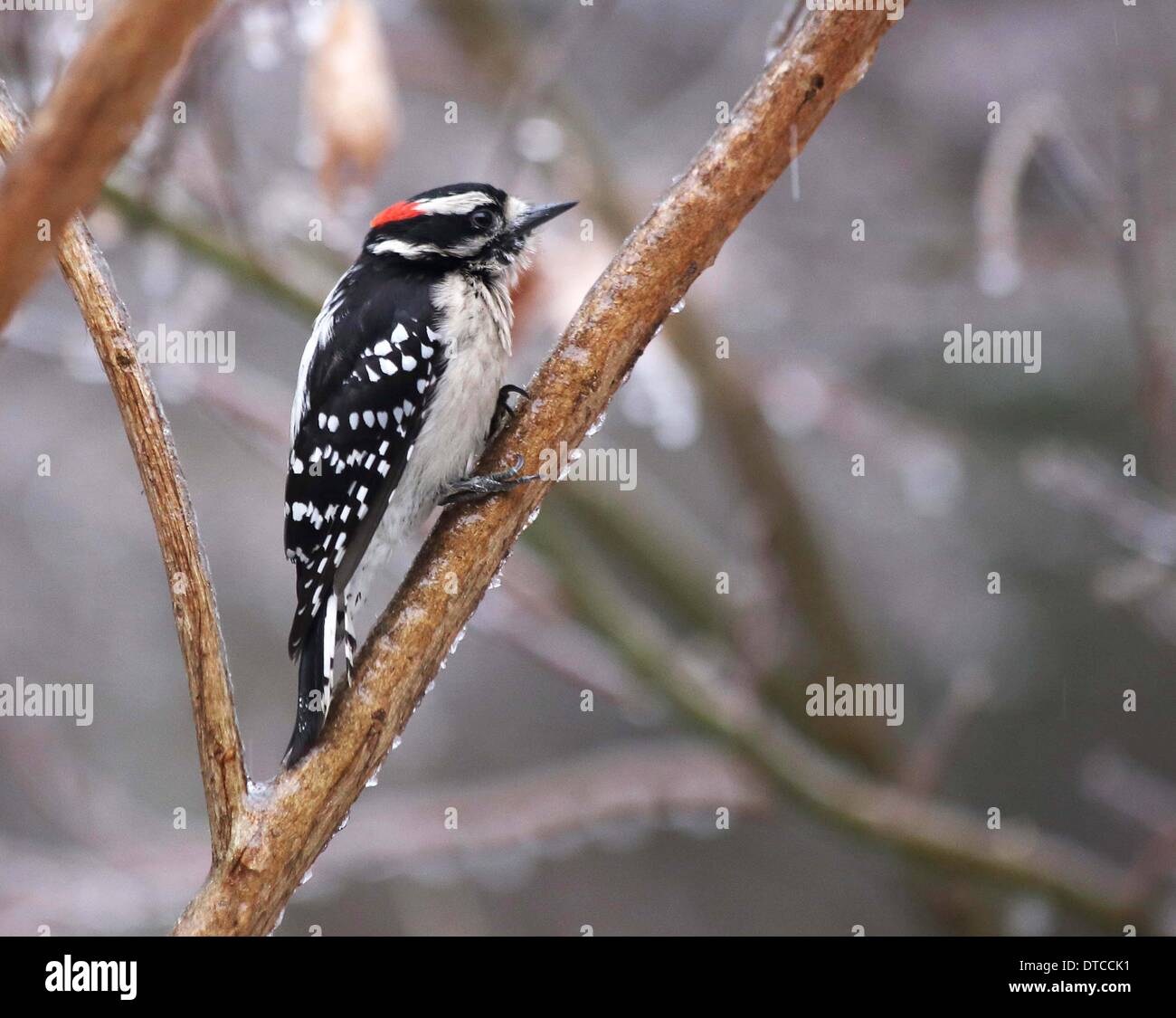 Columbia, South Carolina, USA. after freek snow and ice storm 12/02/14