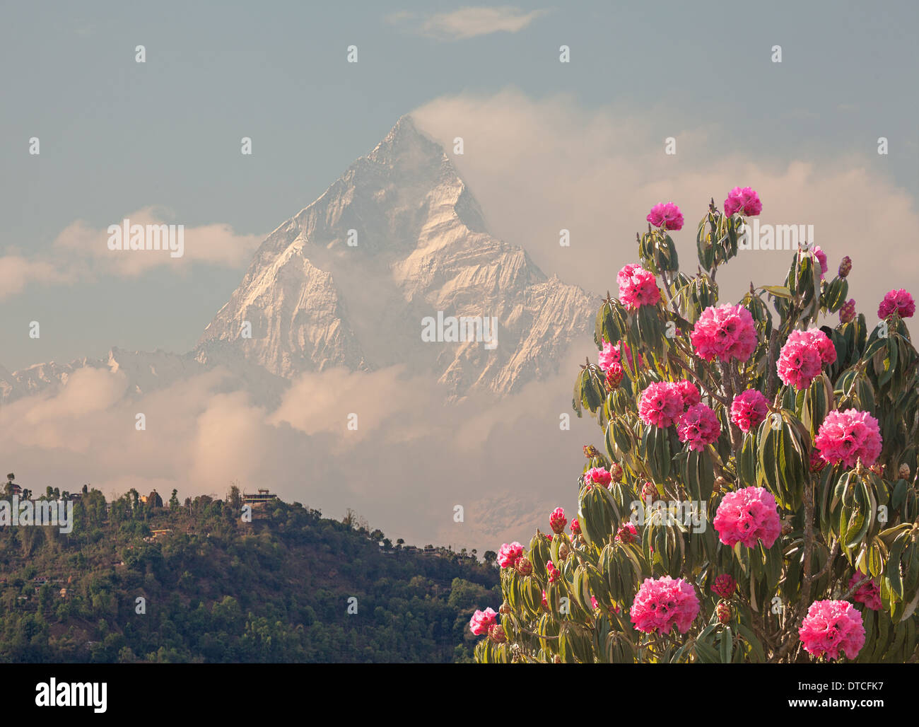 Blossoming spring rhododendrons on background Machapuchare peak (6993 m). Nepal Himalayas. Stock Photo