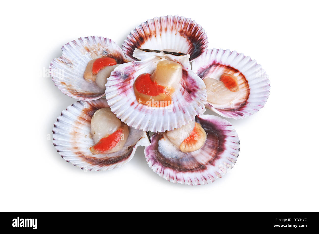 half a dozen fresh opened scallop shell isolated on white background Stock Photo
