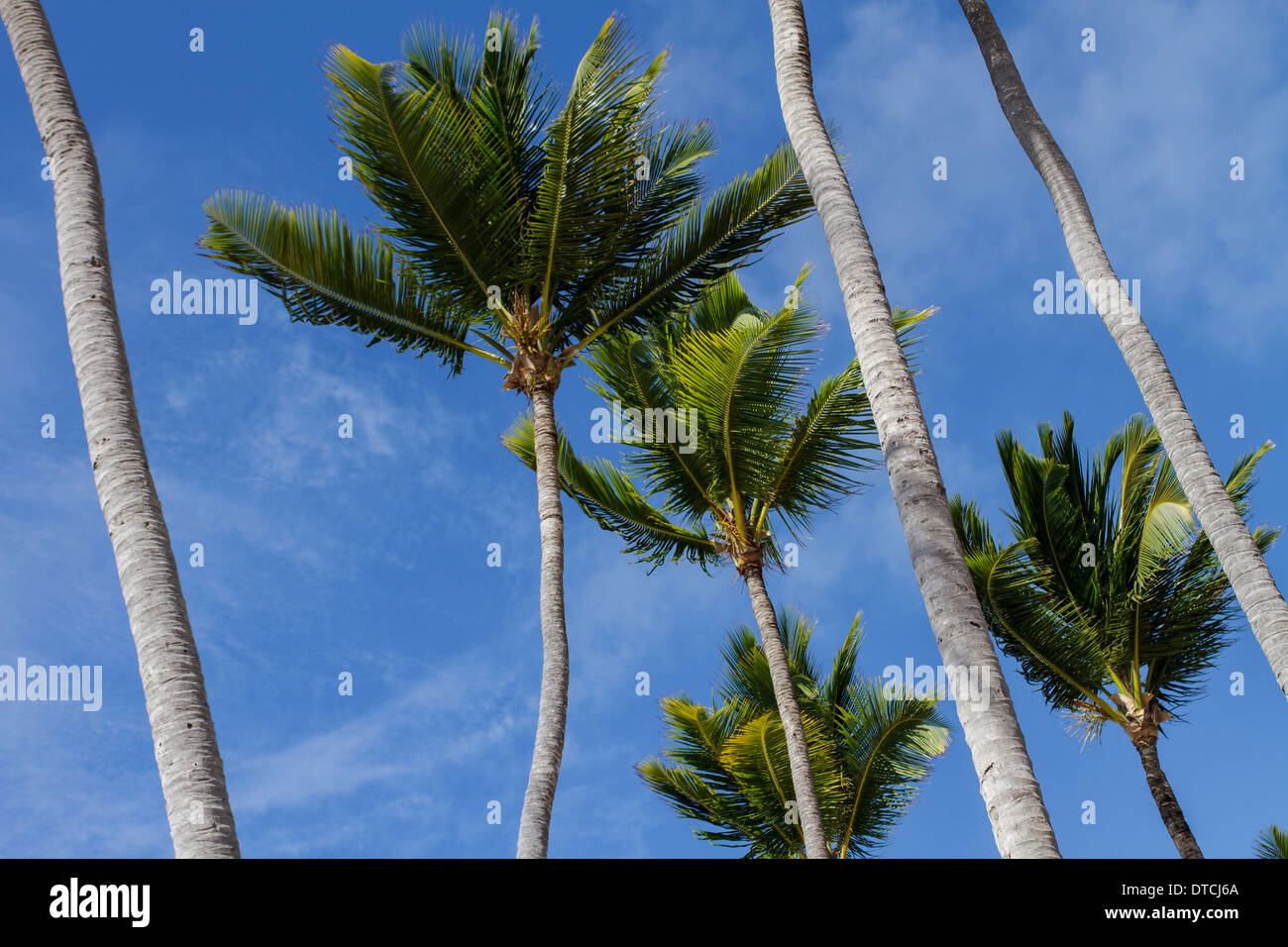Beach leaf hi-res stock photography and images - Alamy