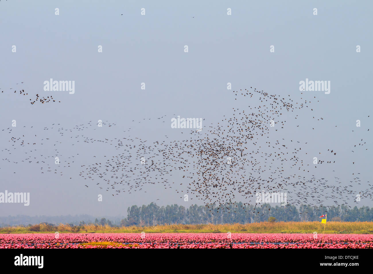 Flock of birds in red lotus lake Stock Photo