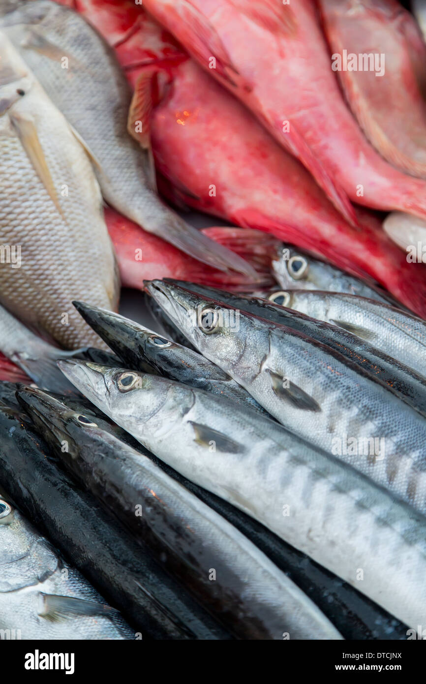 Fresh barracuda fish market hi-res stock photography and images - Alamy
