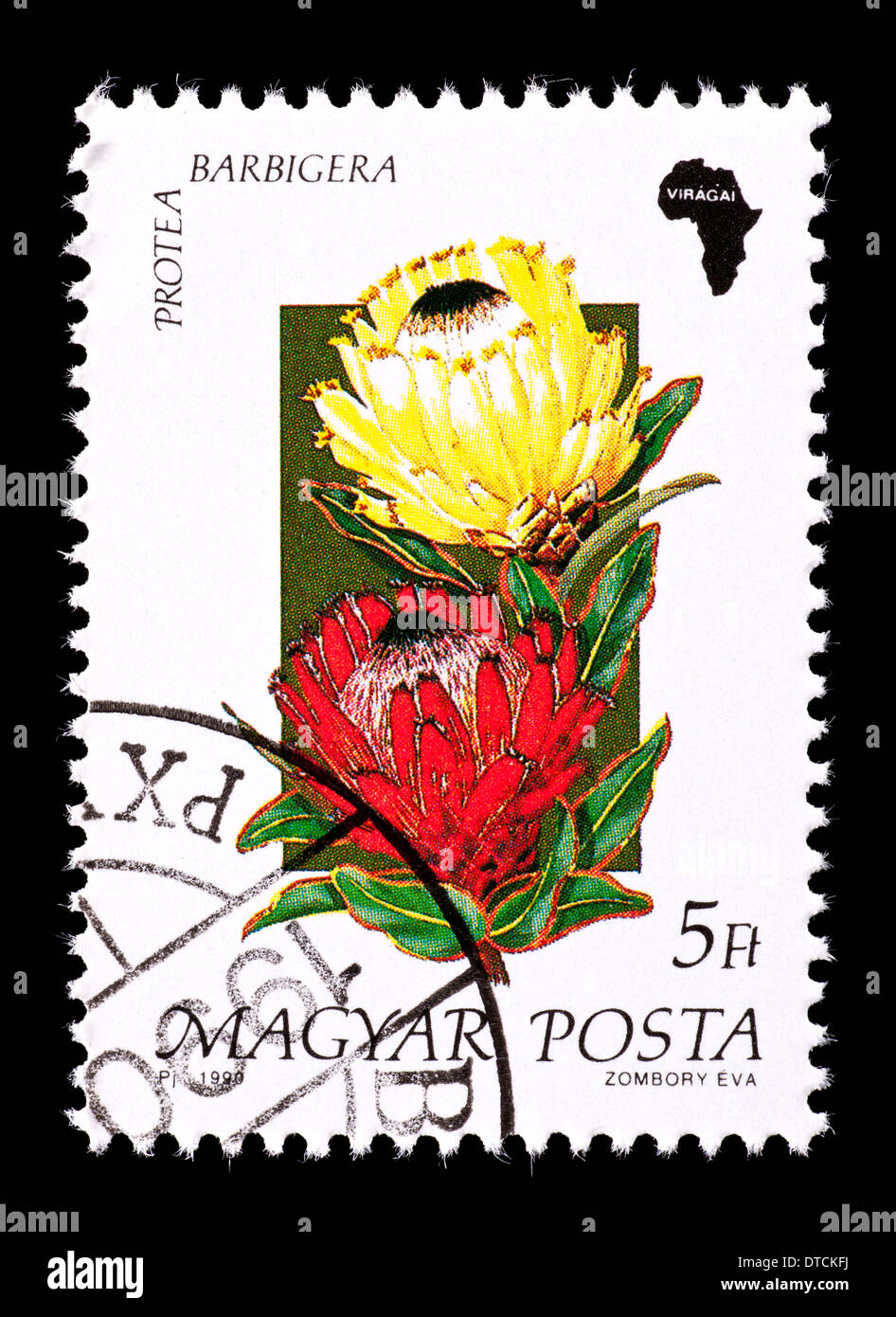 Postage stamp from Hungary depicting protea flower (Protea barbigera ...