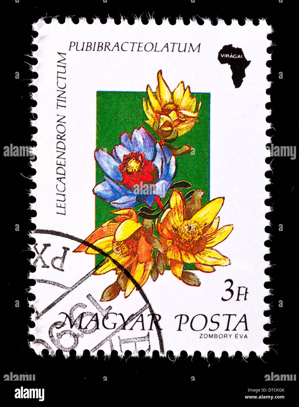 Postage stamp from Hungary depicting an African wildflower (Leucadendron  tinctum) Stock Photo