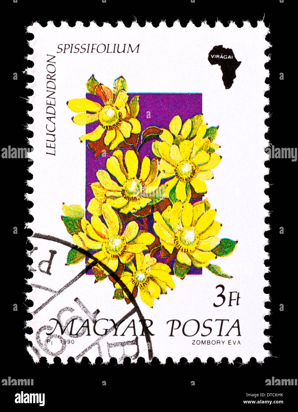 Postage stamp from Hungary depicting wildflowers (Leucadendron ...
