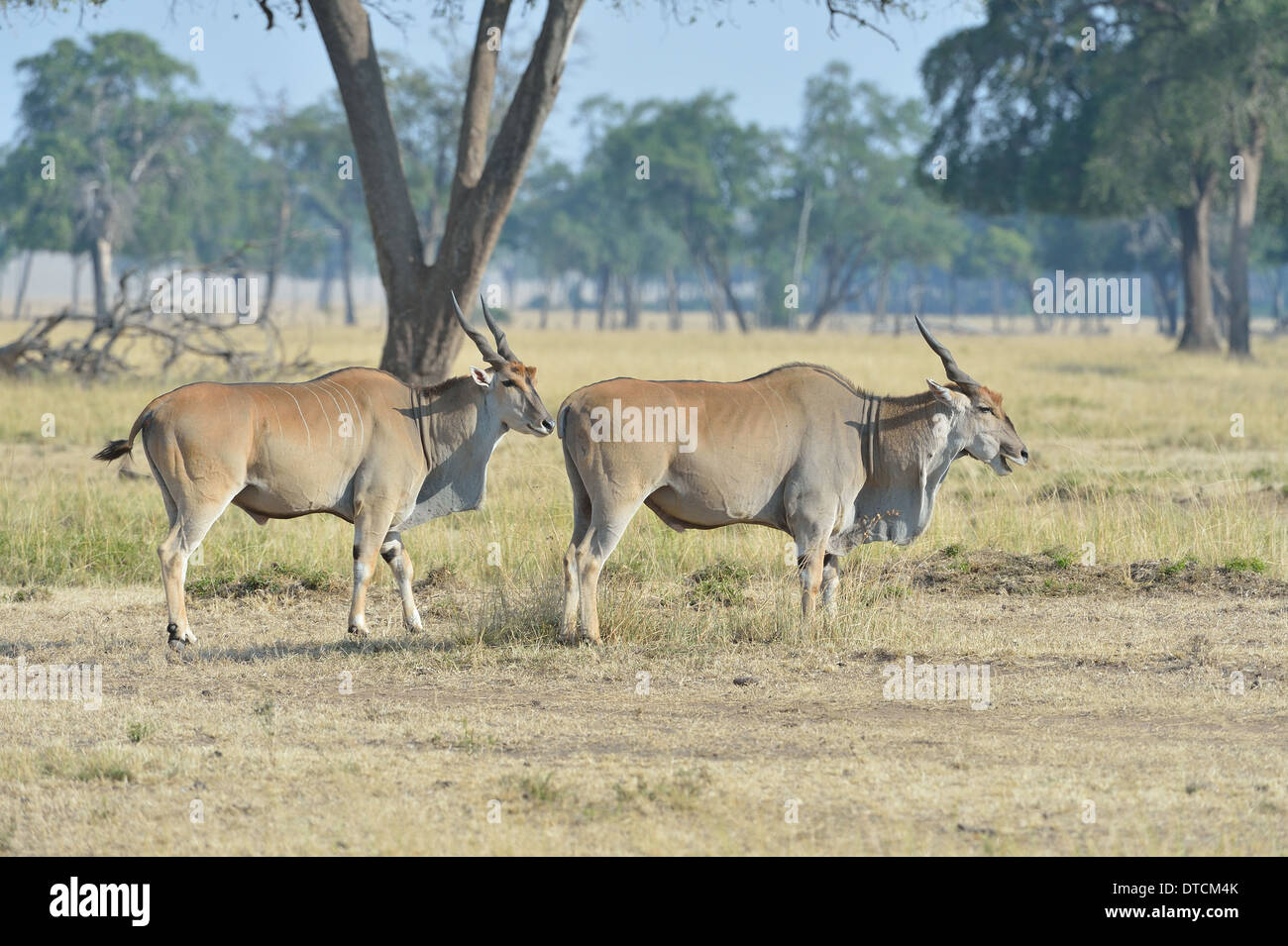 Common Eland - Southern Eland - Eland Antelope (Taurotragus oryx) the largest species of antelope pair standing in the savanna Stock Photo
