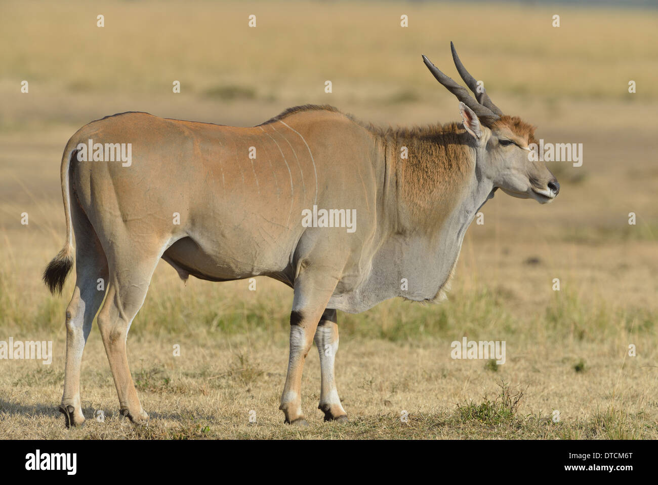 Common Eland - Southern Eland - Eland Antelope (Taurotragus oryx) the largest species of antelope standing in the savanna Stock Photo
