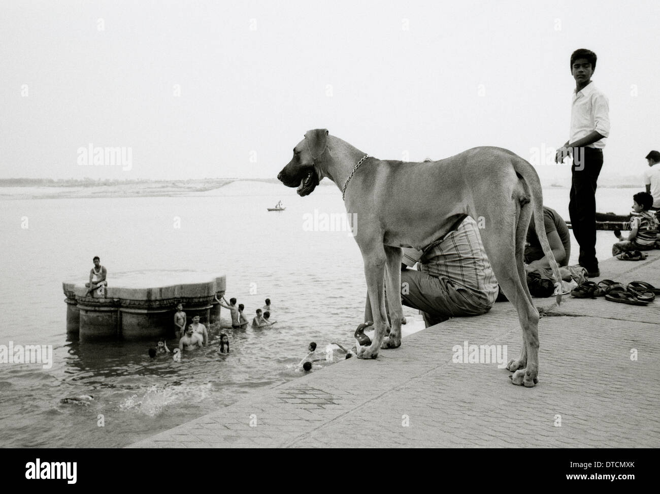 Life on the ghats of the River Ganges in Benares Varanasi in Uttar Pradesh in India in South Asia. Lifestyle Dog Dogs Wanderlust Travel Stock Photo
