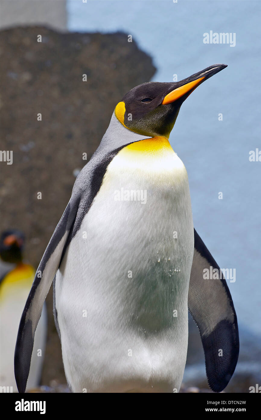 Portrait of a King Penguin, Stock Photo