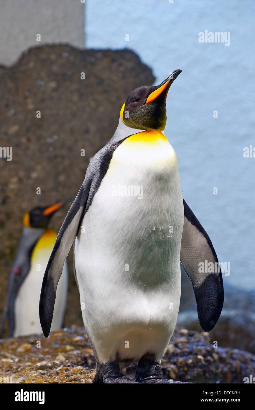 Portrait of a KIng Penguin, Stock Photo