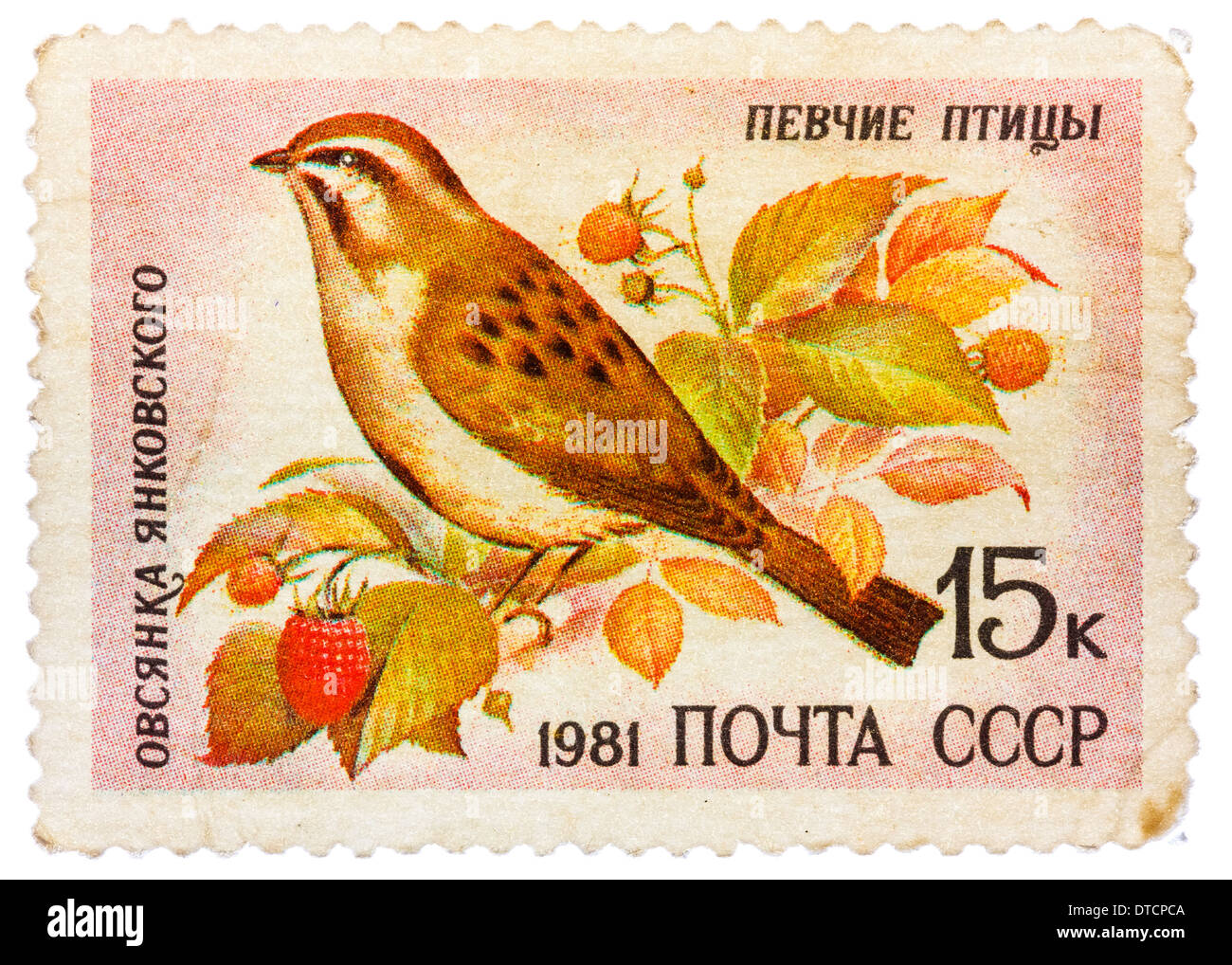 RUSSIA - circa 1981: stamp printed by Russia, shows bird, Jankowski's Bunting, circa 1981 Stock Photo