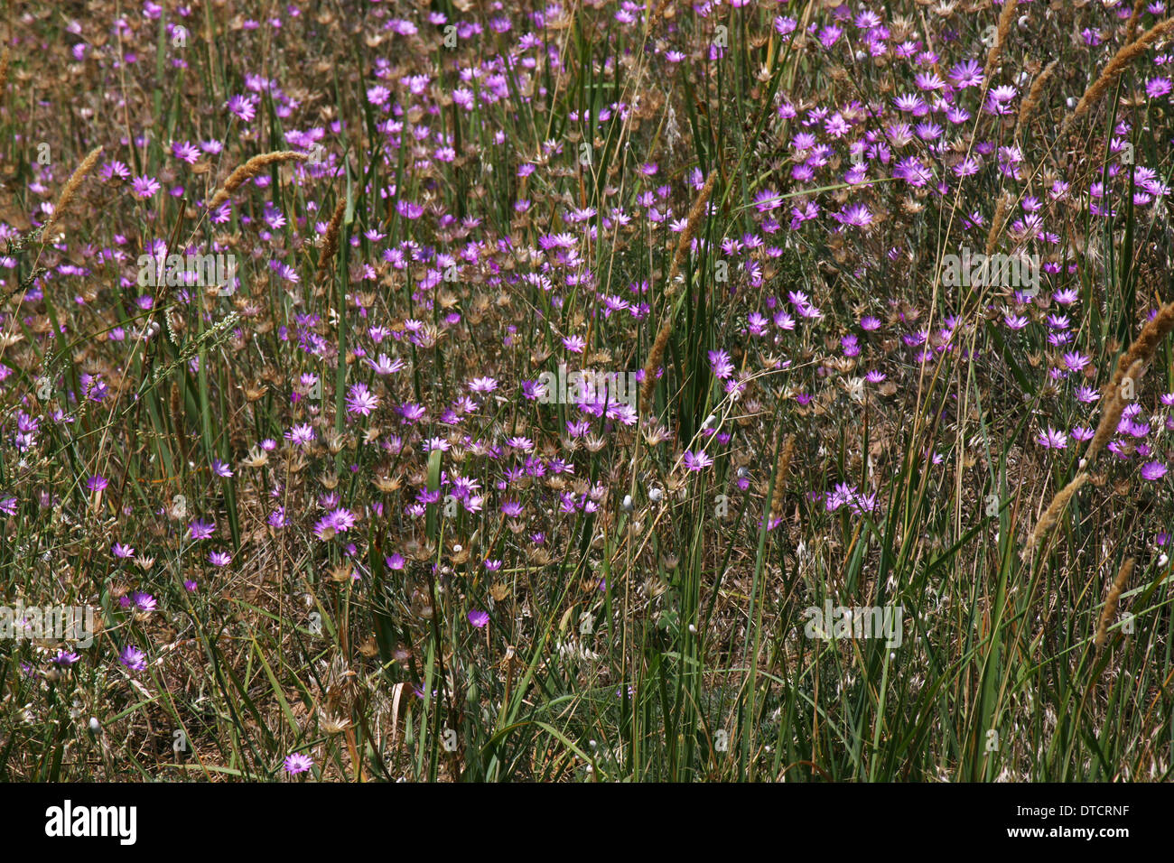 violet flowers on meadow Stock Photo