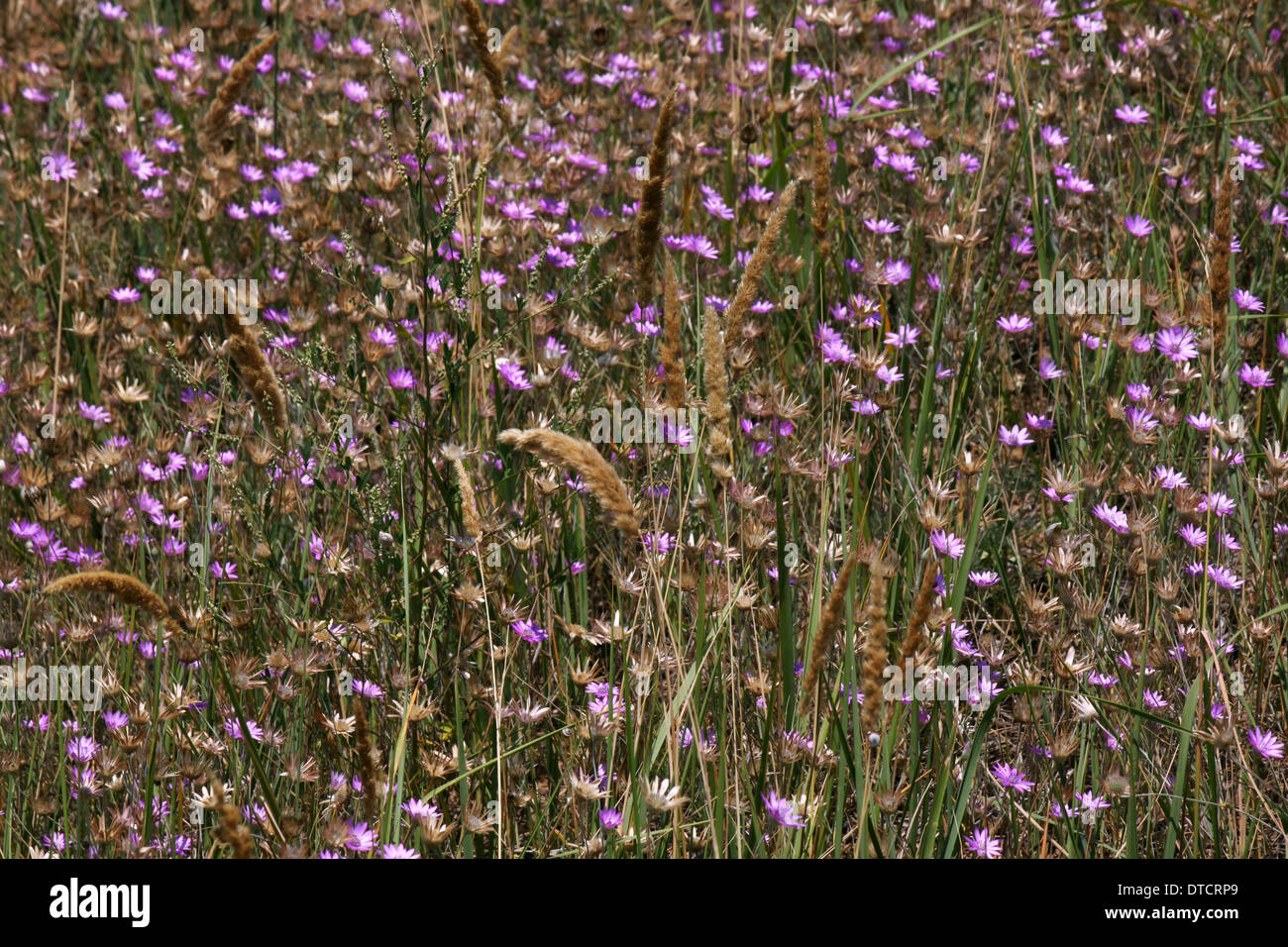 Helichrysum flowers on a meadow Stock Photo