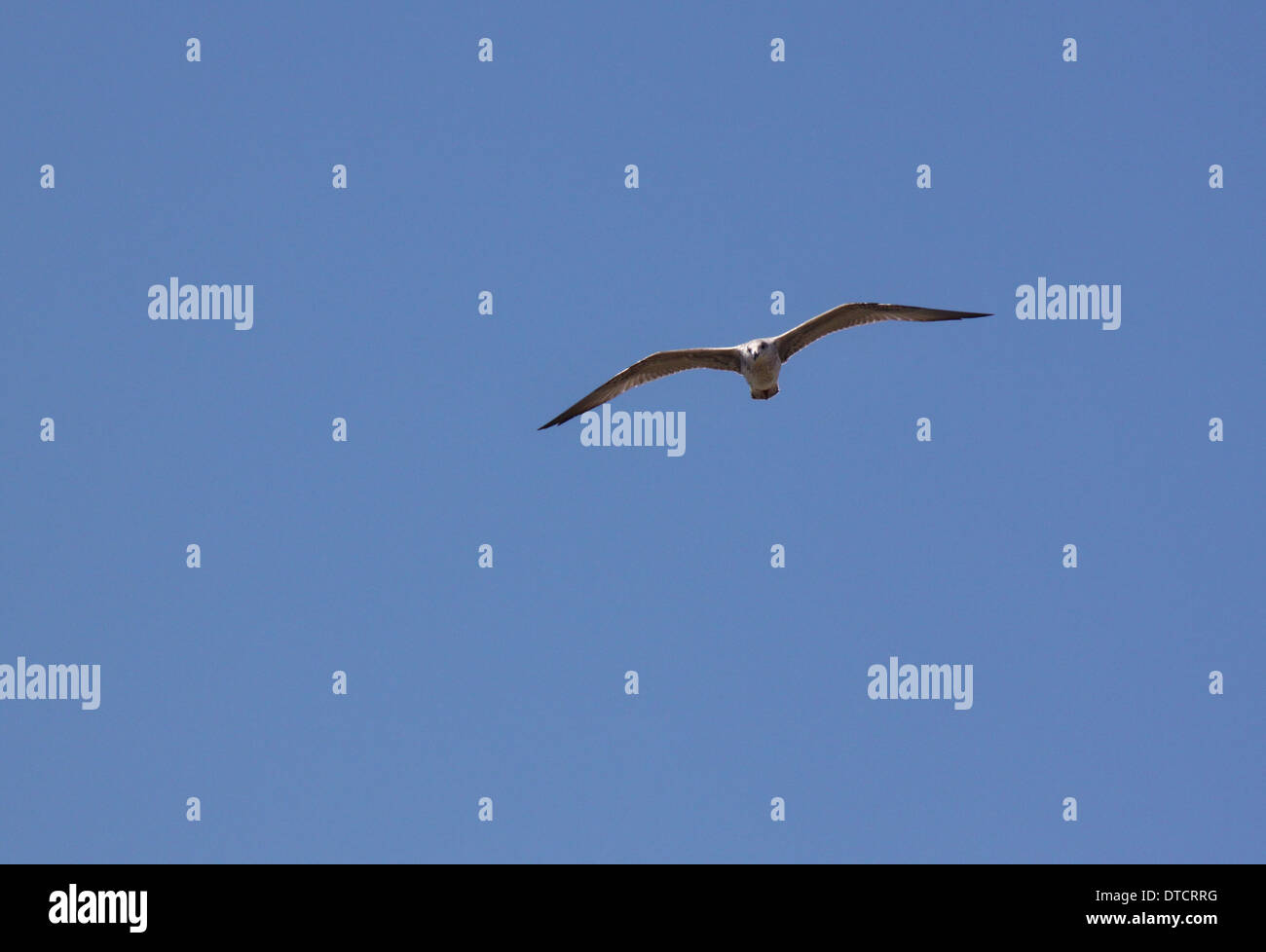 gull flying in a blue sky Stock Photo