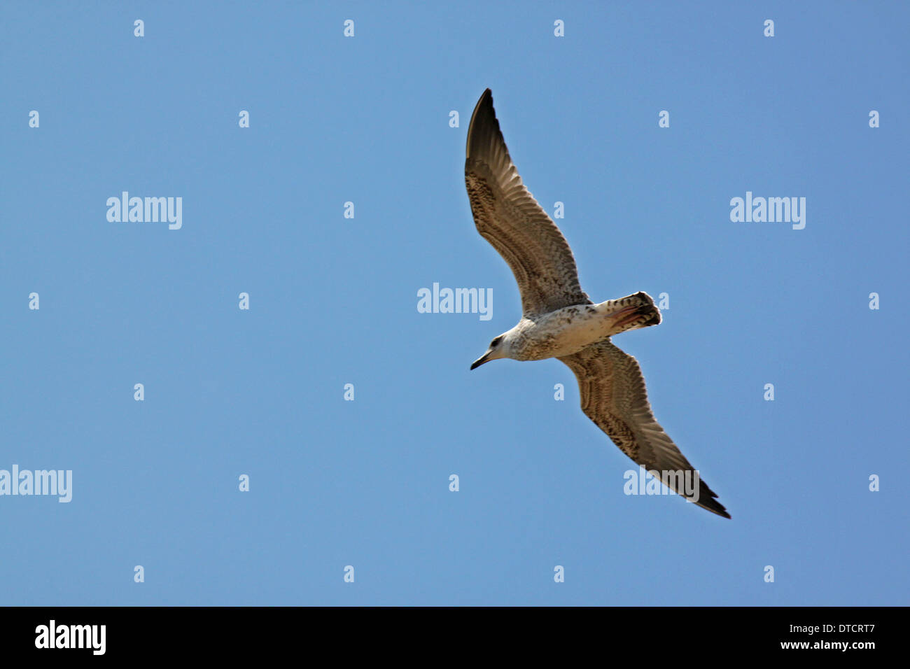 seagull flying in blue sky Stock Photo