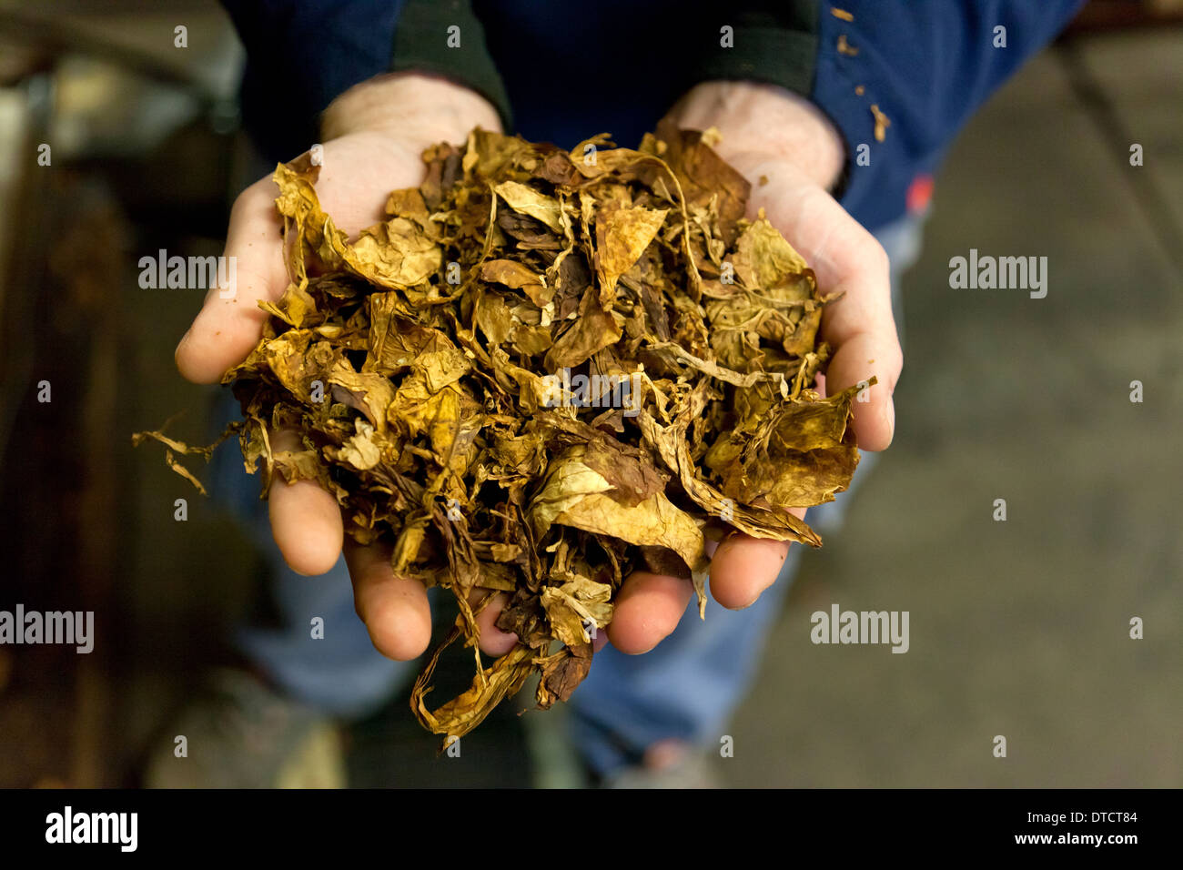 tobacco bacteria if these strains of bacteria were the only potential risk in smoking , how  dangerous woukd smoking be ? : r/microbiology