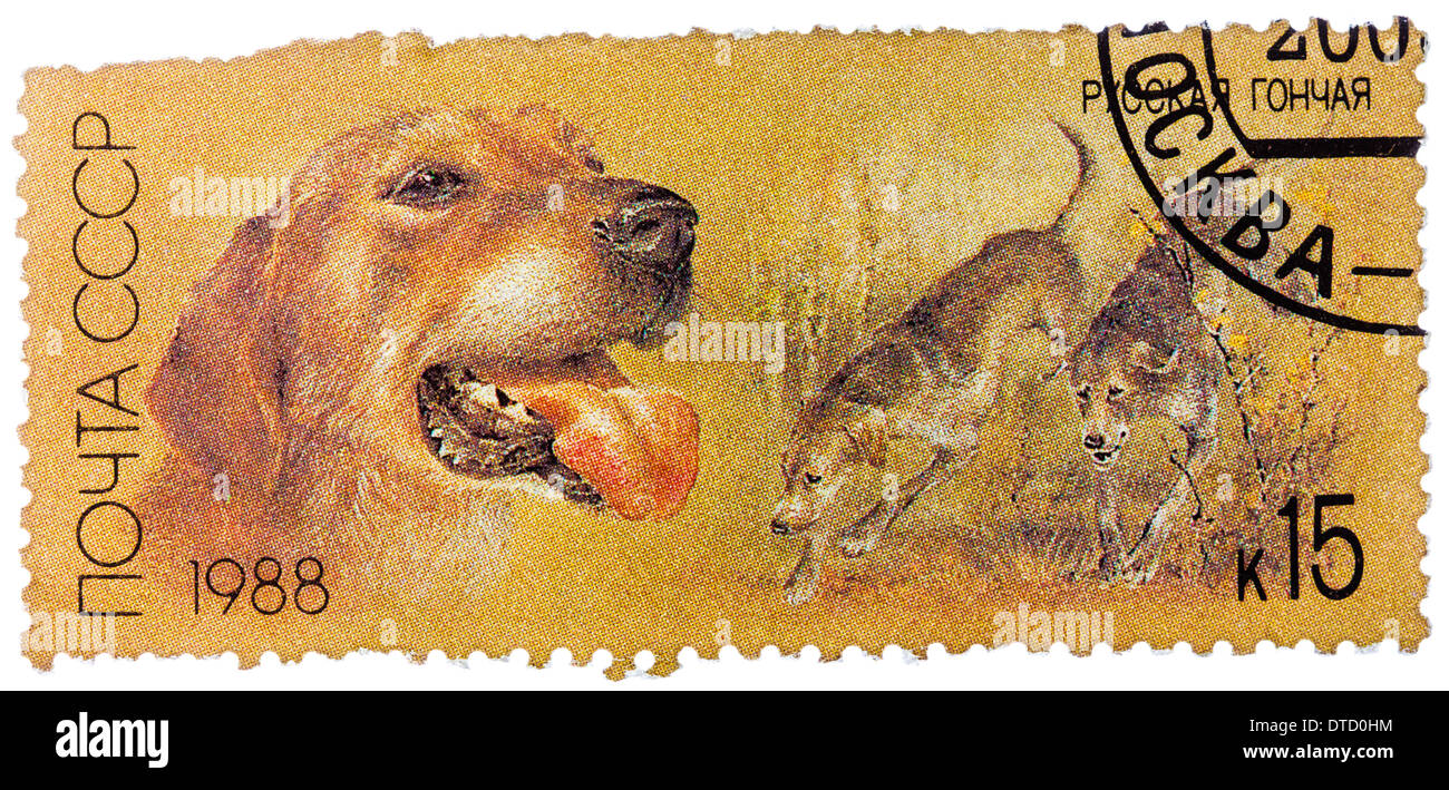 USSR - CIRCA 1988: A stamp printed in USSR, shows Russian retrievers, series Hunting dogs, circa 1988 Stock Photo