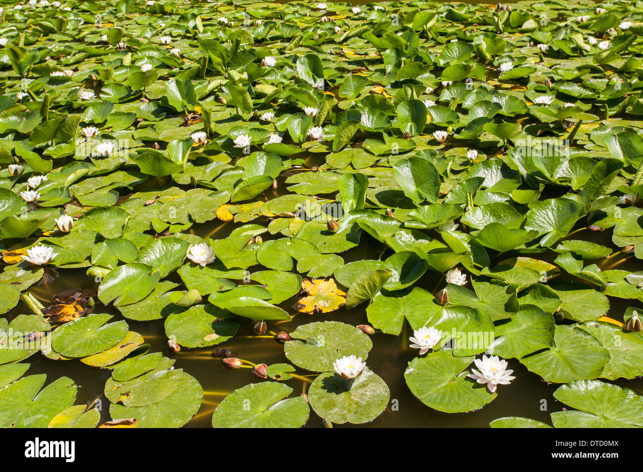 Lilly Pond at Castle Hedingham, Essex England Stock Photo