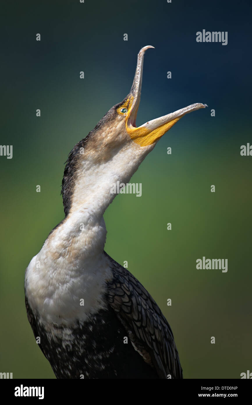 Whitebreasted Cormorant (Phalacrocorax carbo) Kruger National Park (South Africa) Stock Photo