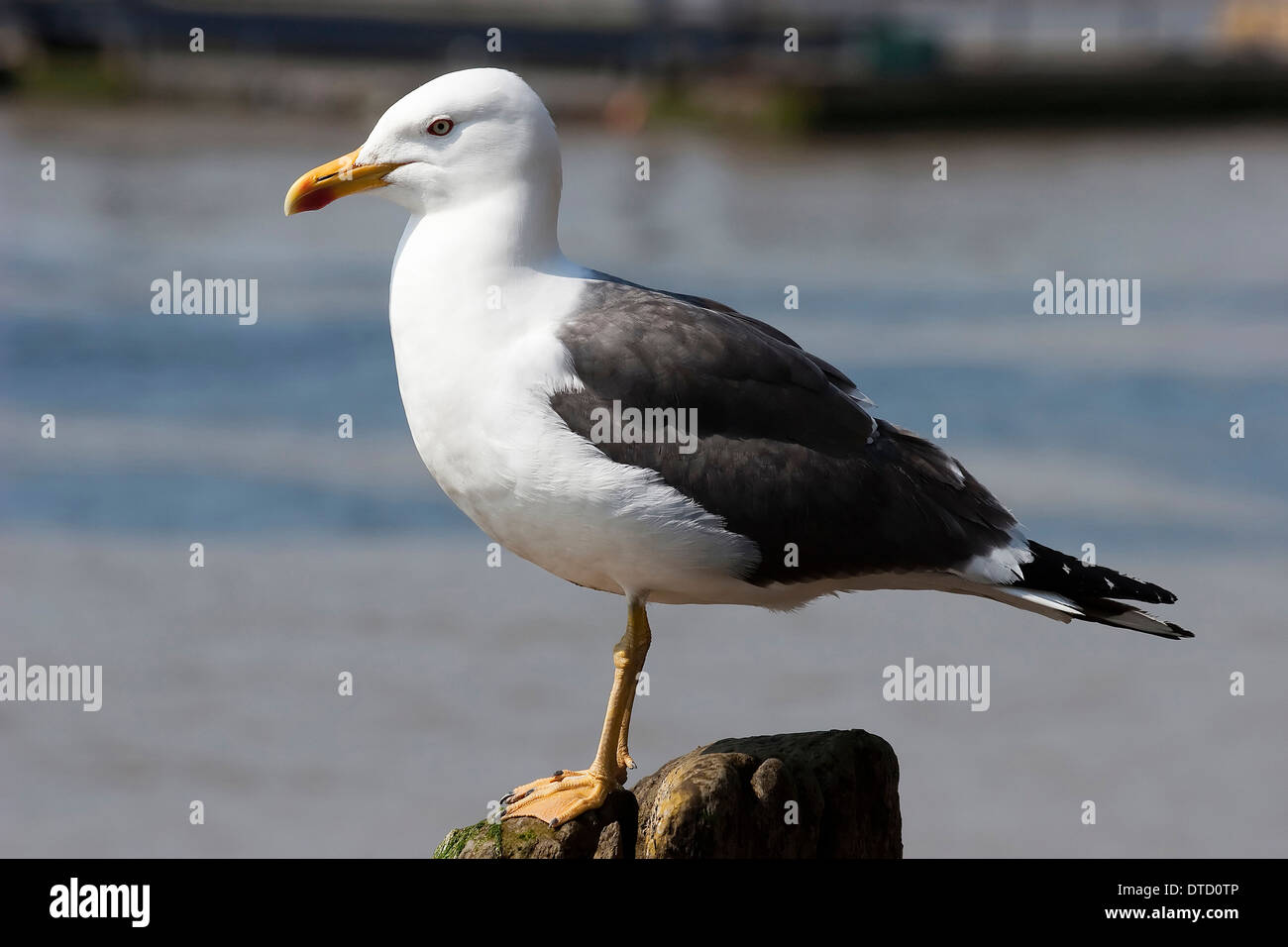 Seagull standing on a wooden post in the River Thames in London