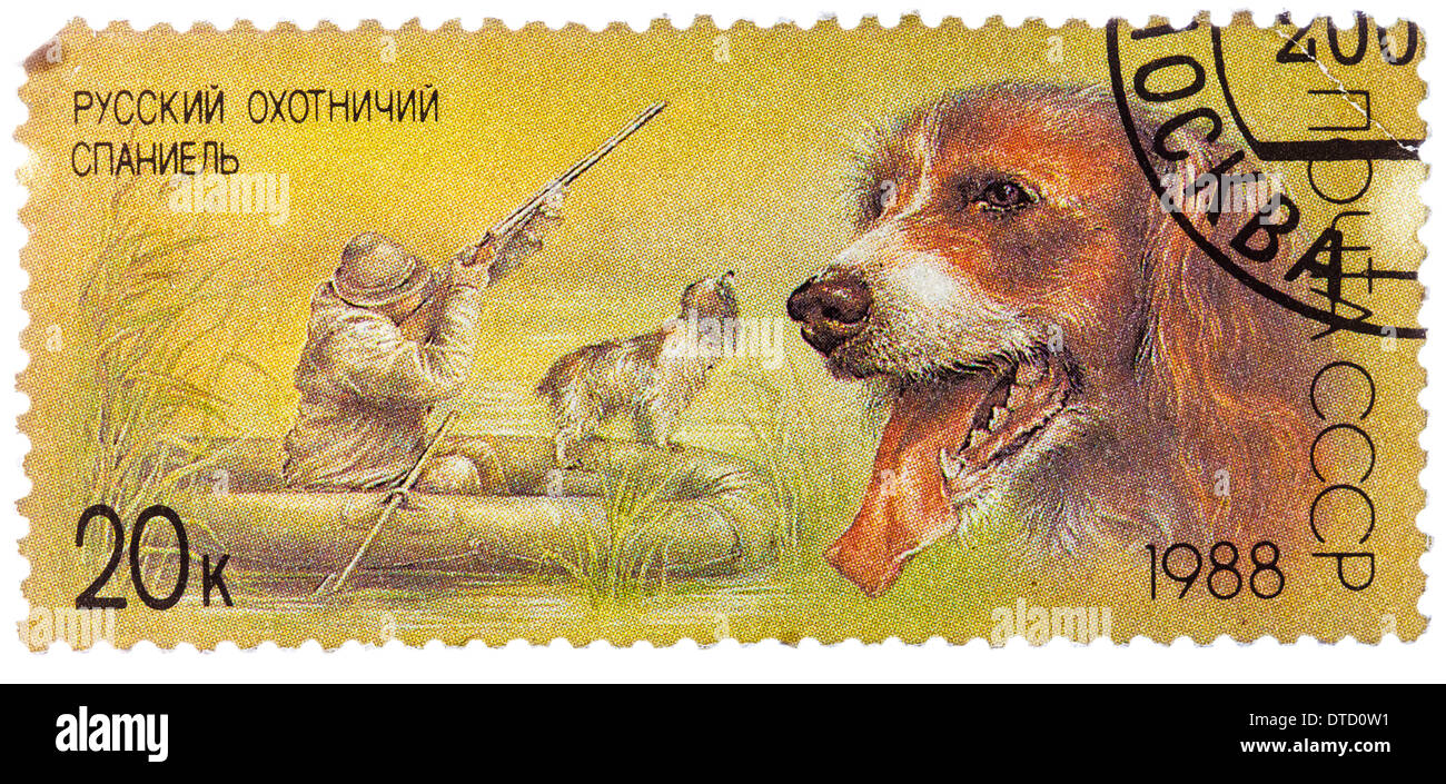 USSR - CIRCA 1988: A stamp printed in USSR, shows Russian spaniel, duck hunt, series Hunting dogs, circa 1988 Stock Photo