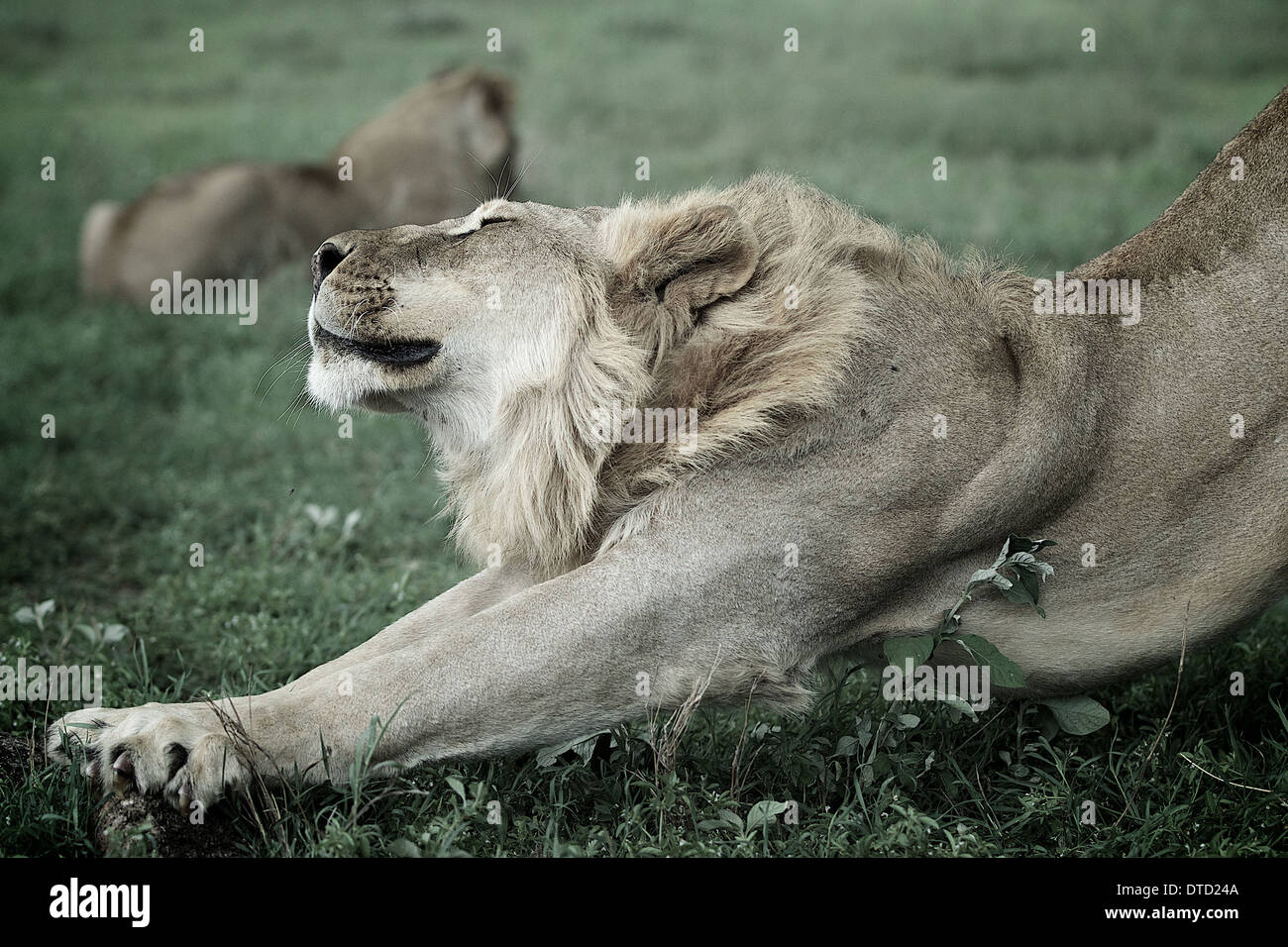 Lion stretches. Serengeti National Park. Tanzania. Africa Panthera leo Stock Photo