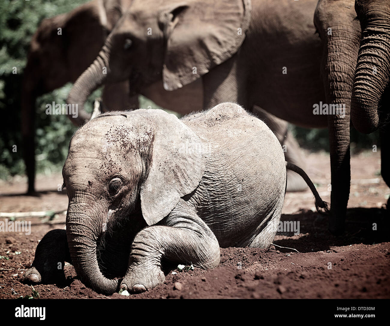 Elephant orphan at Sheldrick Elephant orphanage . Nairobi. Kenya Stock Photo