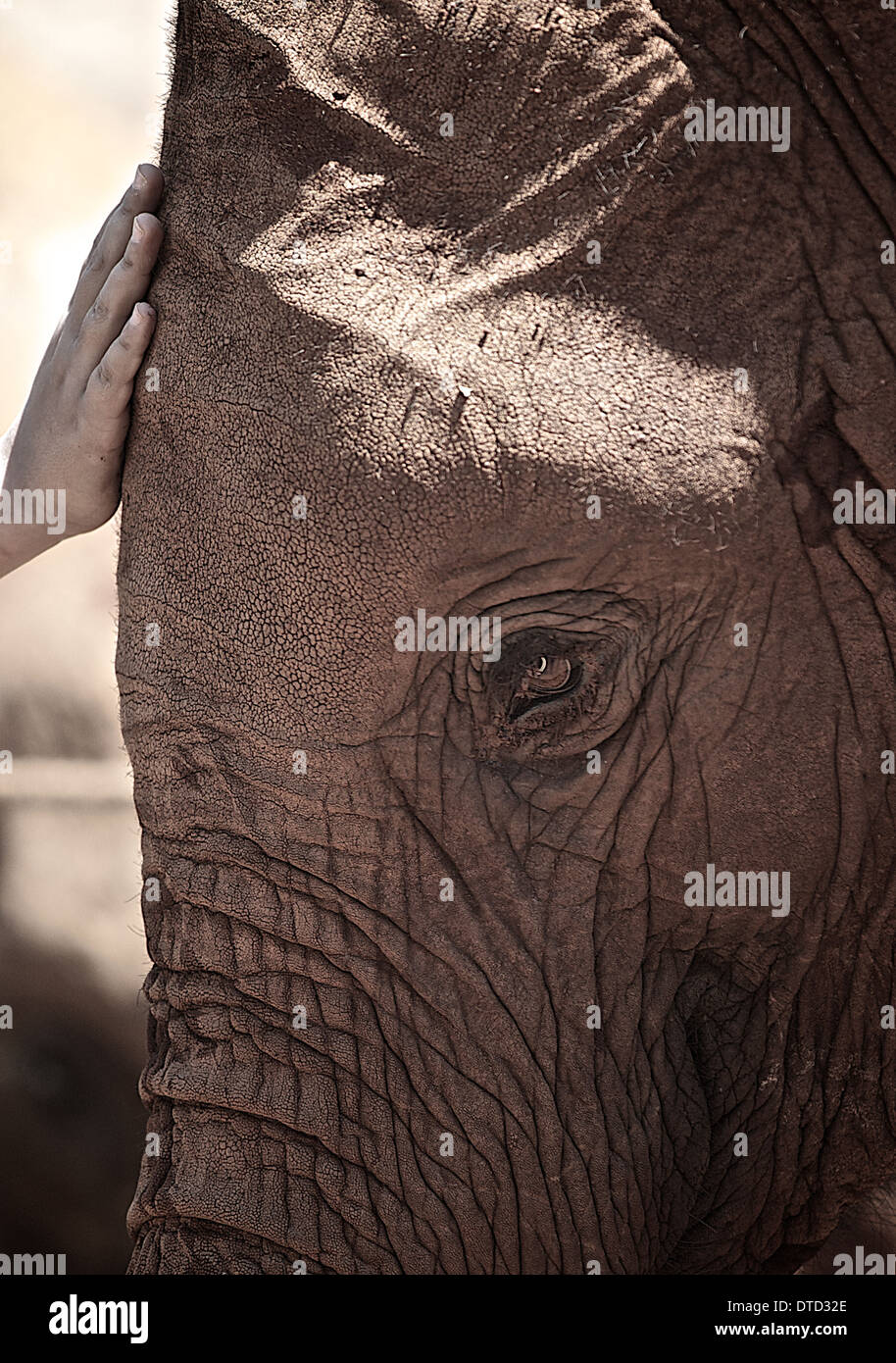 Hand resting on elephant orphan at Sheldrick Elephant orphanage . Nairobi. Kenya Stock Photo