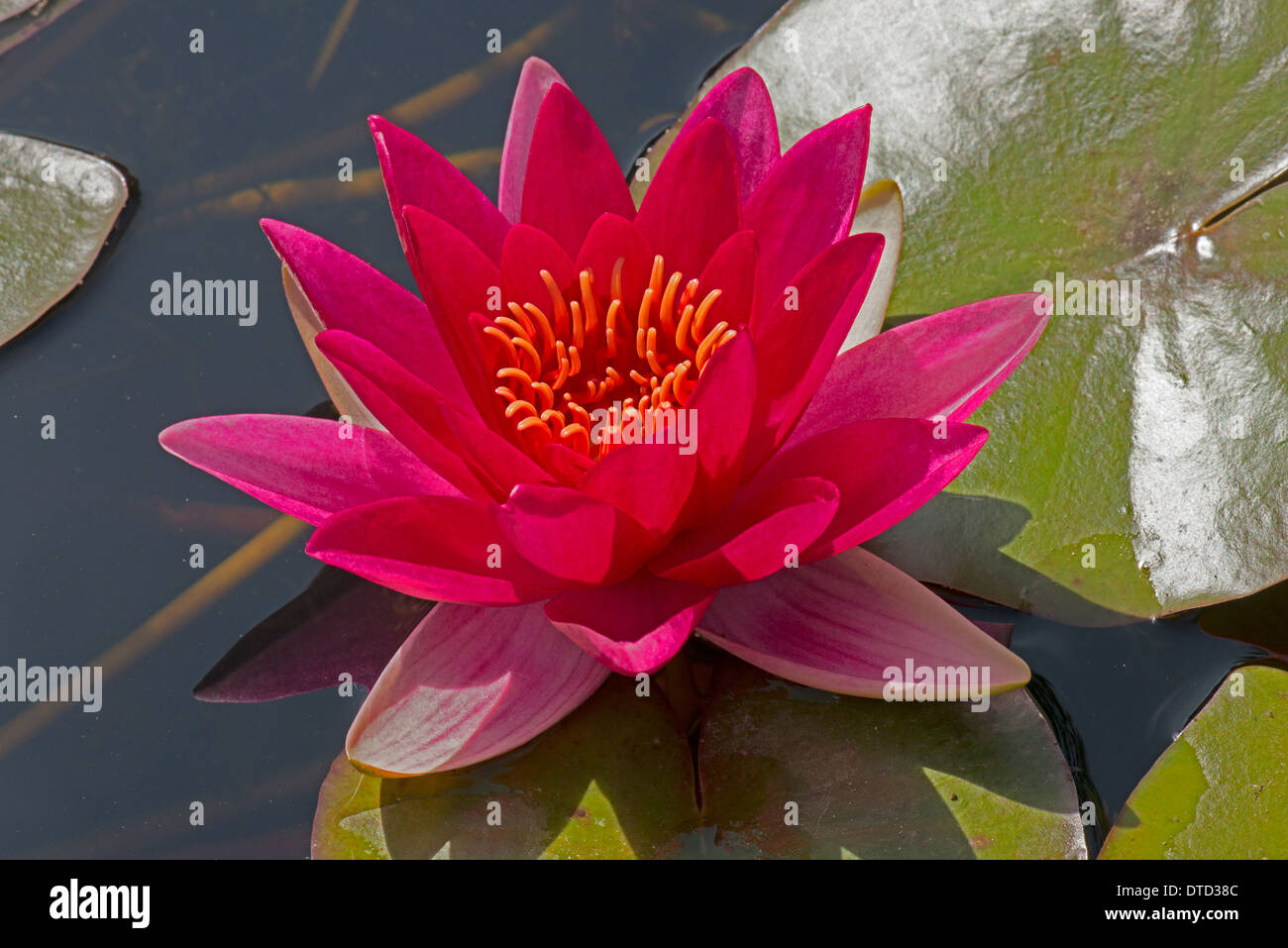 Water lily genus hires stock photography and images Alamy