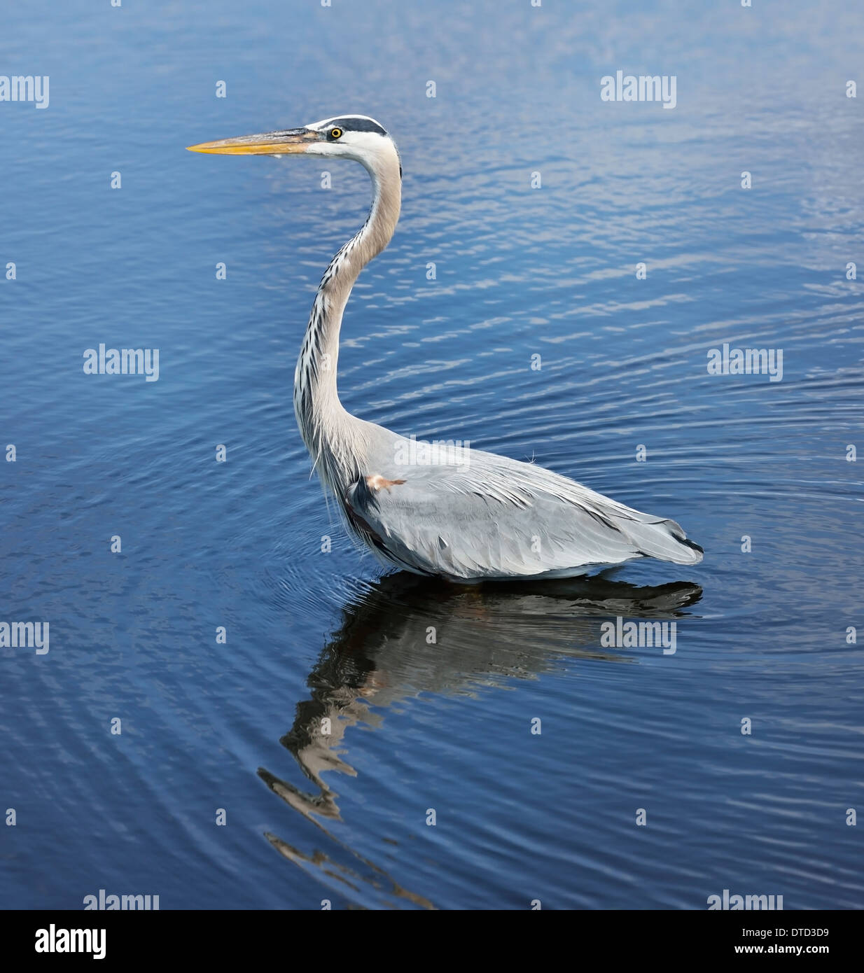Great Blue Heron In Florida Wetlands Stock Photo