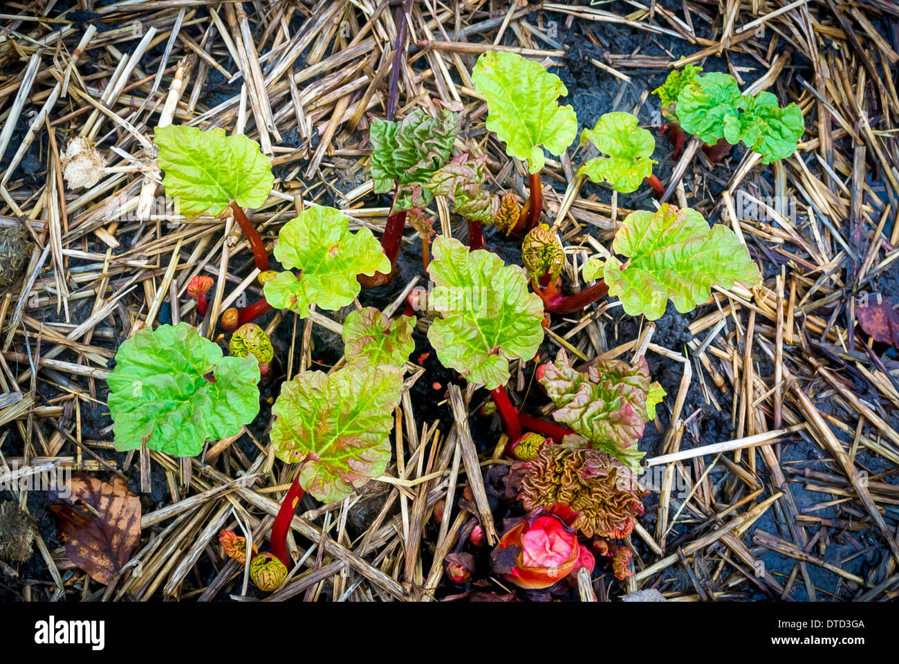 New rhubarb plant shoots emerging from ground Stock Photo