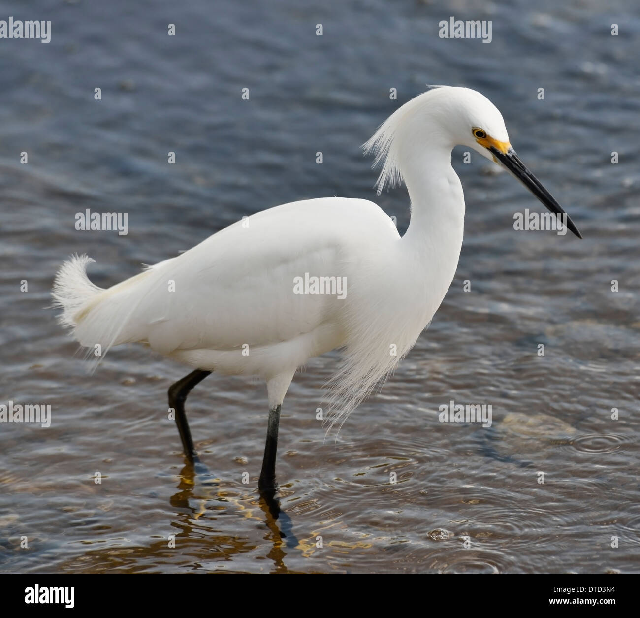 Snowy egret in florida wetlands hi-res stock photography and images - Alamy