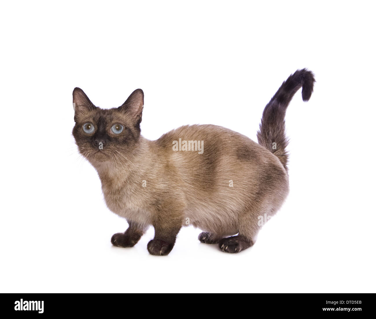 Cute seal point Munchkin cat isolated on white background Stock Photo