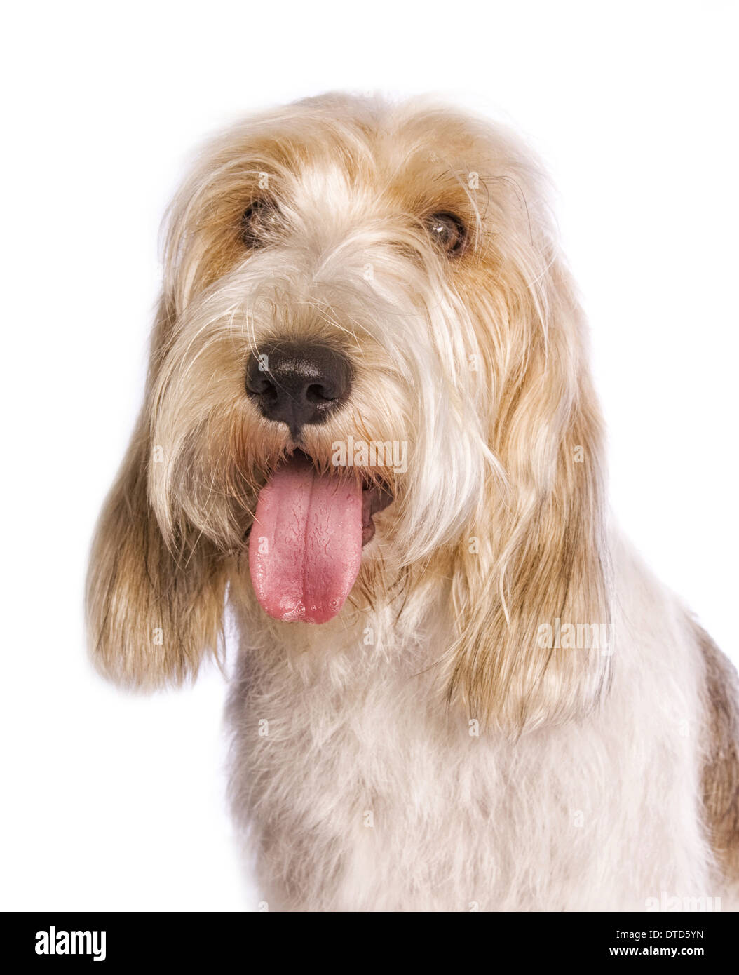 foder forbrug mere og mere petit basset griffon vendeen dog with tongue out head shot isolated Stock  Photo - Alamy