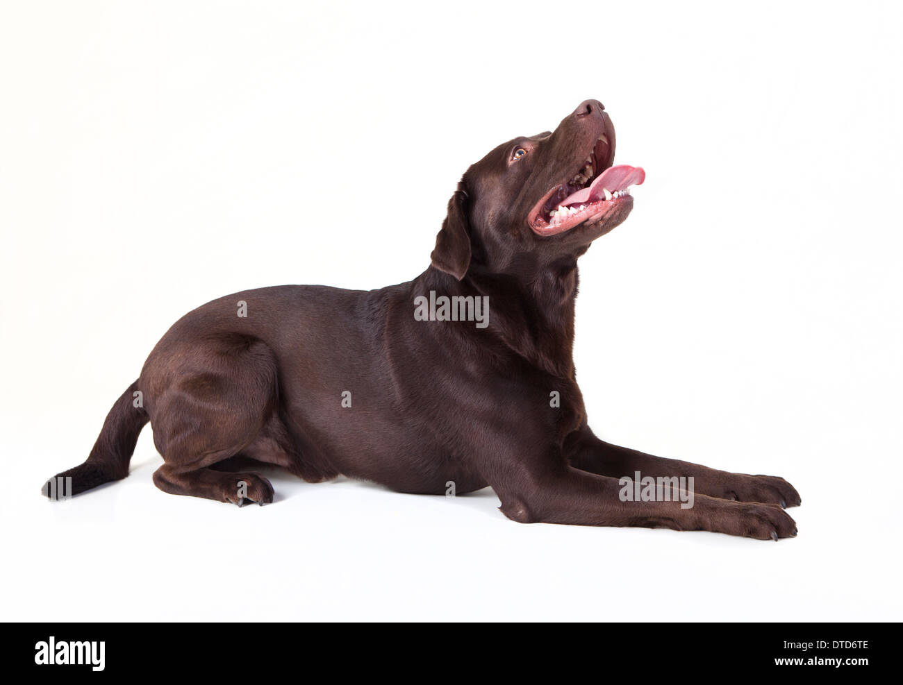 a brown Labrador lying, looking up, white background Stock Photo